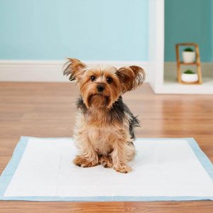 cane sul tappetino