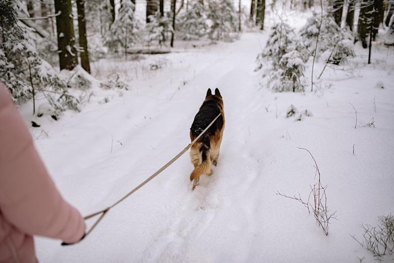 Immagine gratuita di camminando, cane, coperto di neve